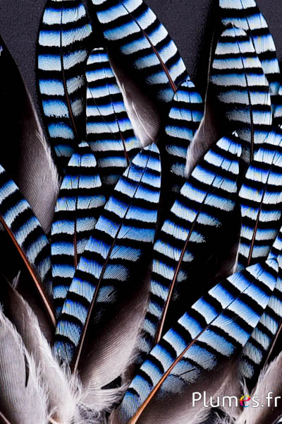 Eichelhäher - 3-5 cm - blau natur